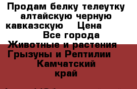Продам белку телеутку алтайскую,черную кавказскую. › Цена ­ 5 000 - Все города Животные и растения » Грызуны и Рептилии   . Камчатский край
